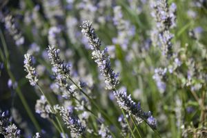 memorial garden september 11 2016 4 sm.jpg